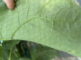 Thrips sur culture d'aubergines sous abri - Face inférieure de feuille